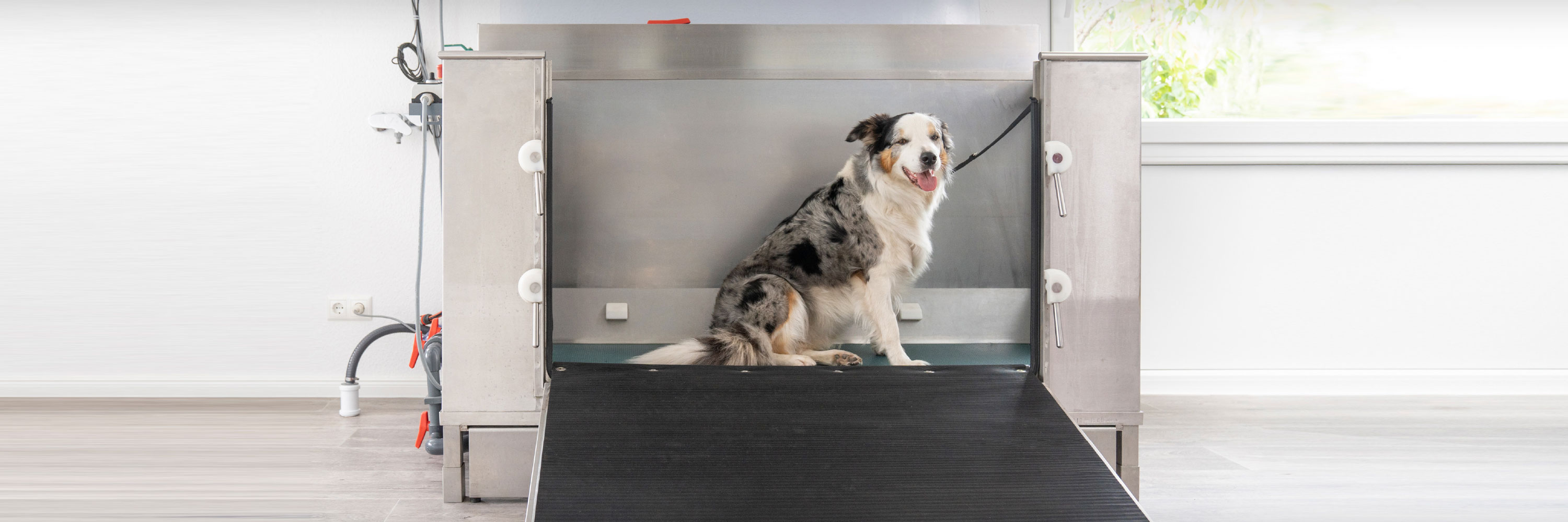 Tierarzt Hemmoor – Dr. Berit Kemper